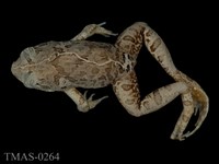 藏品(澤蛙)的圖片